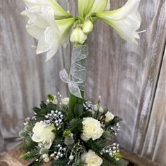 Amaryllis Delight 