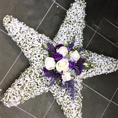 Gypsophila Star 